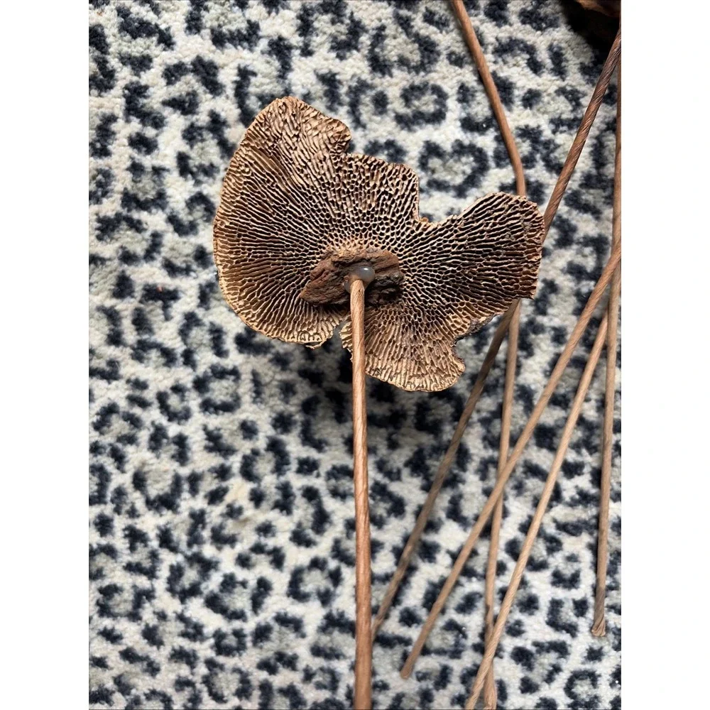 Lot 6 Large Dried Mushrooms Natural Botanical Decor Rustic Woodland Stems 20